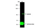 LRRC8B Antibody in Immunoprecipitation (IP)