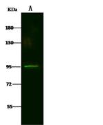 LRRC8B Antibody in Western Blot (WB)