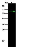 C12orf4 Polyclonal Antibody