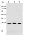 CINP Antibody in Western Blot (WB)