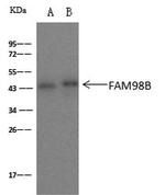 FAM98B Antibody in Immunoprecipitation (IP)