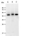 FAM98B Polyclonal Antibody