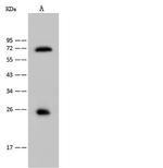Sostdc1 Polyclonal Antibody