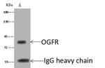 OGFR Antibody in Immunoprecipitation (IP)