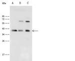 PP1 gamma Antibody in Western Blot (WB)