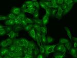 VTA1 Antibody in Immunocytochemistry (ICC/IF)