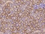 FCAMR Polyclonal Antibody