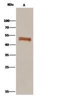 PEDF Antibody in Immunoprecipitation (IP)