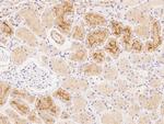Folate Receptor alpha Antibody in Immunohistochemistry (Paraffin) (IHC (P))