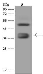 Folate Receptor alpha Antibody in Western Blot (WB)