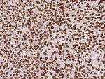 RbAp48 Antibody in Immunohistochemistry (Paraffin) (IHC (P))