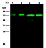 RbAp48 Antibody in Western Blot (WB)