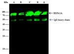 HSP70 Antibody in Immunoprecipitation (IP)