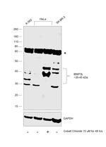 BNIP3L Antibody in Western Blot (WB)