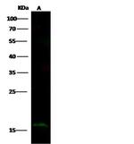 Serglycin Antibody in Western Blot (WB)