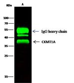 CKMT1A Antibody in Immunoprecipitation (IP)
