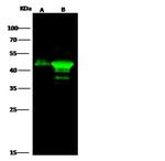 CKMT1A Antibody in Western Blot (WB)