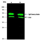 IVD Antibody in Immunoprecipitation (IP)