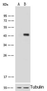 IVD Antibody in Western Blot (WB)