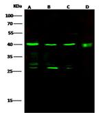 IVD Antibody in Western Blot (WB)