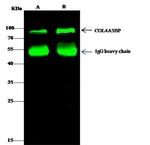 CERT Antibody in Immunoprecipitation (IP)