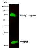 PC4 Antibody in Immunoprecipitation (IP)