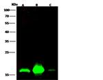PC4 Polyclonal Antibody
