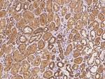 ARF3 Antibody in Immunohistochemistry (Paraffin) (IHC (P))