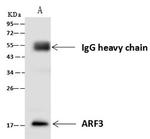 ARF3 Antibody in Immunoprecipitation (IP)