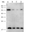 ARF3 Antibody in Western Blot (WB)