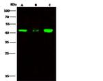 ERP44 Polyclonal Antibody