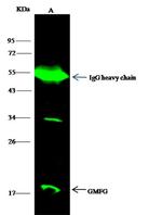 GMFG Antibody in Immunoprecipitation (IP)