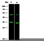 GMFG Antibody in Western Blot (WB)