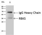 RBKS Antibody in Immunoprecipitation (IP)