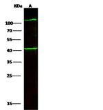 COL6A3 Polyclonal Antibody