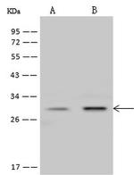 PrP Polyclonal Antibody