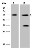 SIGLEC6 Antibody in Western Blot (WB)