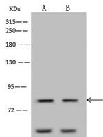 CDH12 Polyclonal Antibody