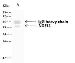 Nudel Antibody in Immunoprecipitation (IP)