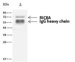 RIC8A Antibody in Immunoprecipitation (IP)