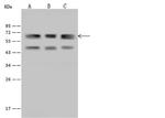 RIC8A Antibody in Western Blot (WB)