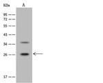 PRELID1 Antibody in Western Blot (WB)