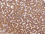 MUT Antibody in Immunohistochemistry (Paraffin) (IHC (P))