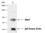 MUT Antibody in Immunoprecipitation (IP)