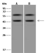 PELO Antibody in Western Blot (WB)