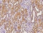 MRPL19 Antibody in Immunohistochemistry (Paraffin) (IHC (P))