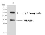 MRPL19 Antibody in Immunoprecipitation (IP)