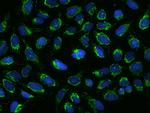 MRPS26 Polyclonal Antibody