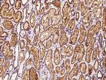 MRPS26 Antibody in Immunohistochemistry (Paraffin) (IHC (P))
