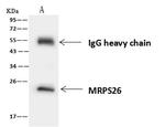 MRPS26 Antibody in Immunoprecipitation (IP)